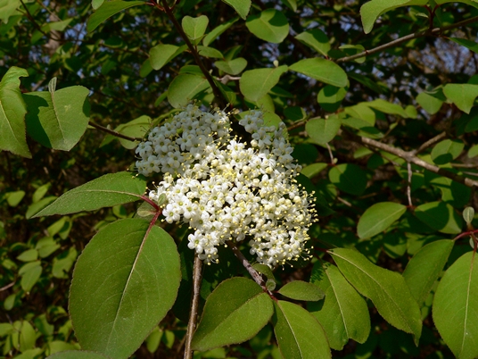 {Viburnum prunifolium}